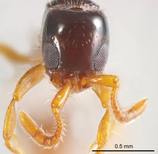 Lioponera brevis - ANTWEB1008625
