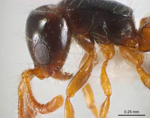 Lioponera brevis - ANTWEB1008625