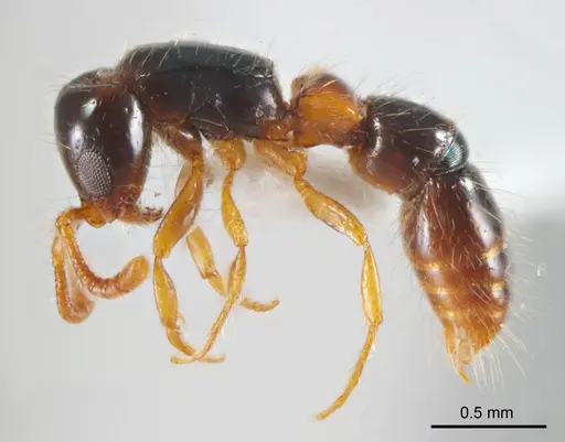 Lioponera brevis - ANTWEB1008625