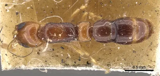 Lioponera brevis - CASENT0902747