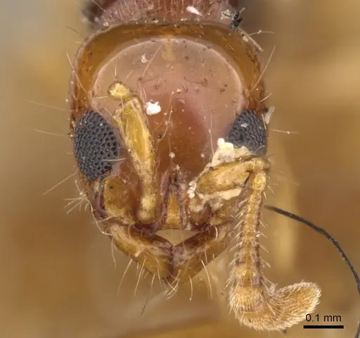 Lioponera brevis - CASENT0902747