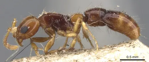 Lioponera brevis - CASENT0902747