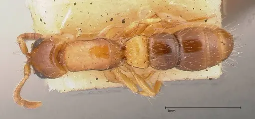 Lioponera brevis - FOCOL0341-1