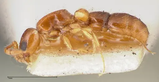 Lioponera brevis - FOCOL0341-1