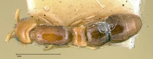 Lioponera brevis - FOCOL0341-2