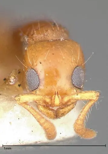 Lioponera brevis - FOCOL0341-2