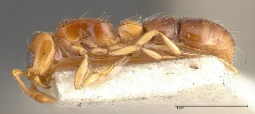 Lioponera brevis - FOCOL0341-2