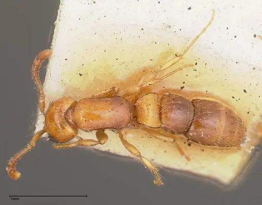 Lioponera brevis - FOCOL0341-3