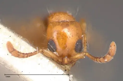 Lioponera brevis - FOCOL0341-3