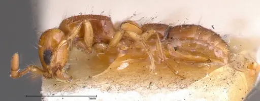 Lioponera brevis - FOCOL0341-3