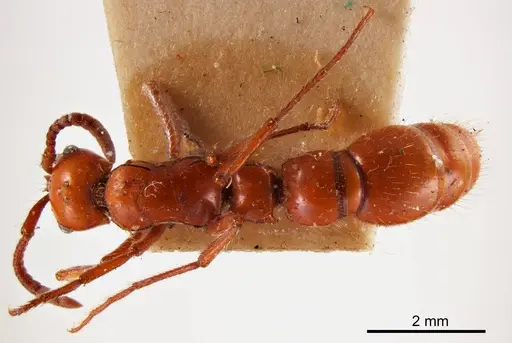 Lioponera clara specimen