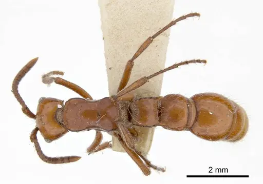 Lioponera clara - ANTWEB1008247