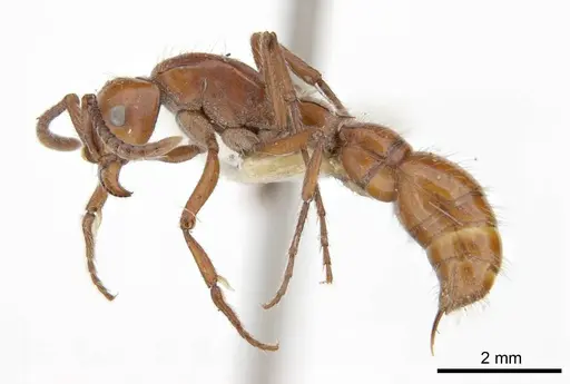 Lioponera clara - ANTWEB1008247