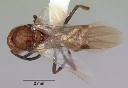 Lioponera clara - CASENT0172119