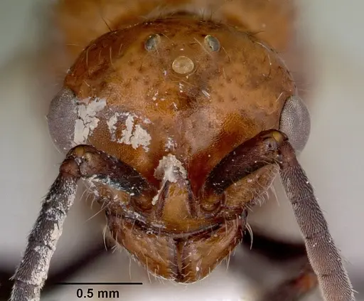 Lioponera clara - CASENT0172119