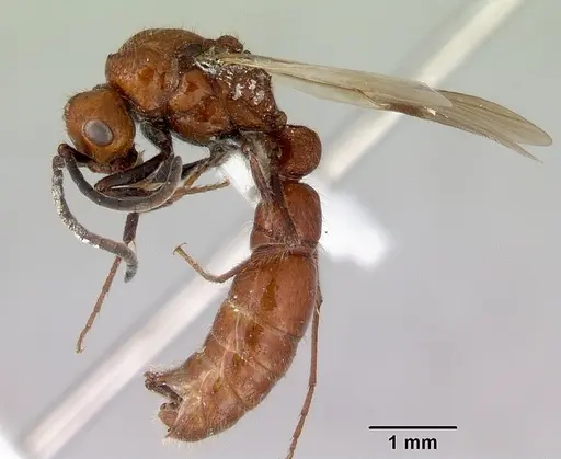 Lioponera clara - CASENT0172119