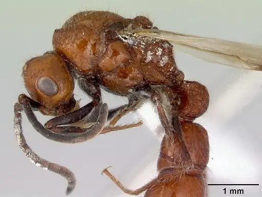 Lioponera clara - CASENT0172119