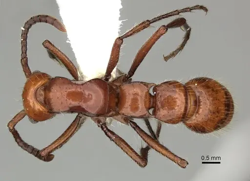 Lioponera clara - CASENT0249301