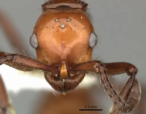 Lioponera clara - CASENT0249301