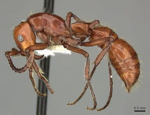 Lioponera clara - CASENT0249301