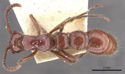 Lioponera clara - CASENT0902752