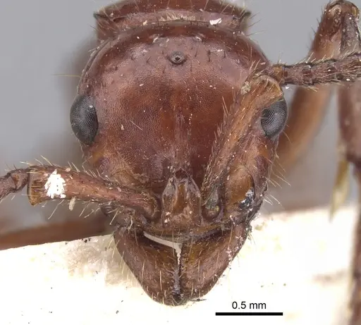 Lioponera clara - CASENT0902752