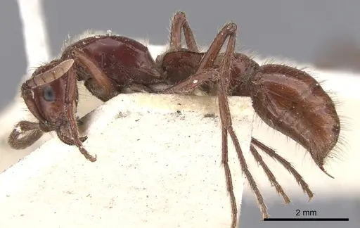 Lioponera clara - CASENT0902752