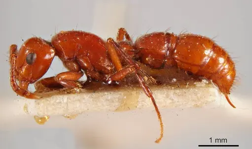 Lioponera clarki specimen