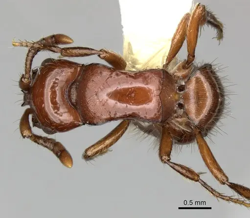 Lioponera clarki - CASENT0249290