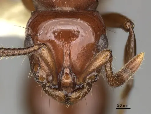 Lioponera clarki - CASENT0249290