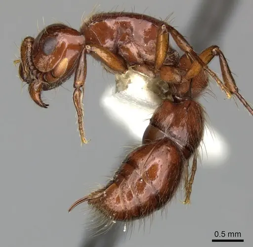 Lioponera clarki - CASENT0249290