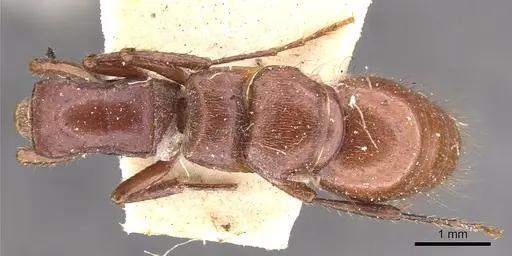 Lioponera clarki - CASENT0902750