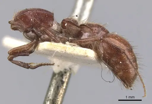 Lioponera clarki - CASENT0902750