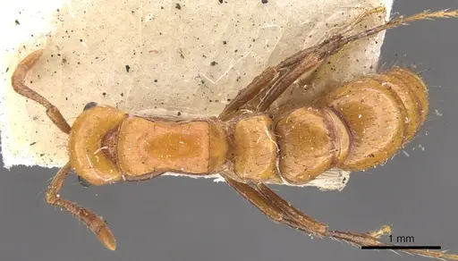 Lioponera clarki - CASENT0902751