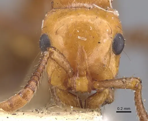 Lioponera clarki - CASENT0902751