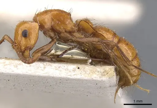 Lioponera clarki - CASENT0902751