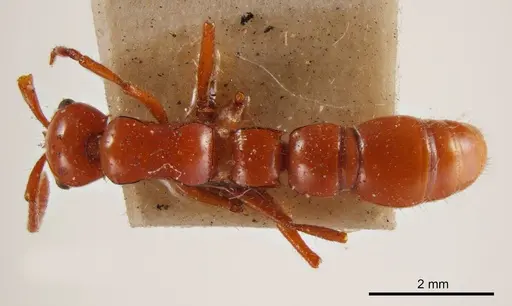 Lioponera constricta specimen