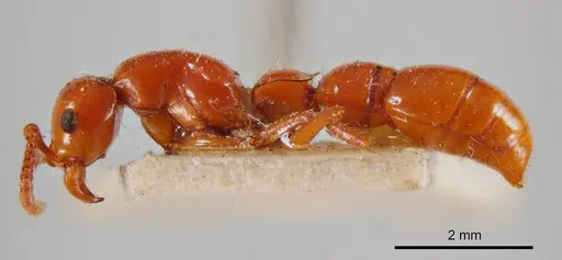 Lioponera constricta specimen