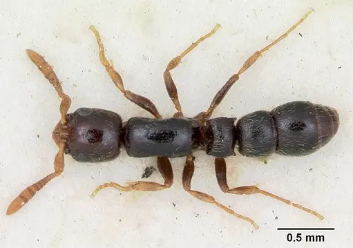 Lioponera coxalis specimen