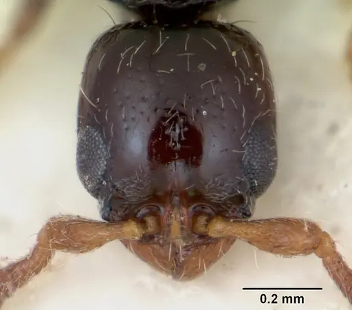 Lioponera coxalis specimen