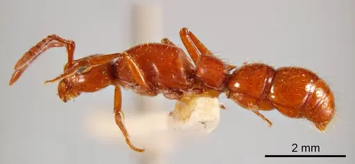 Lioponera crassa specimen