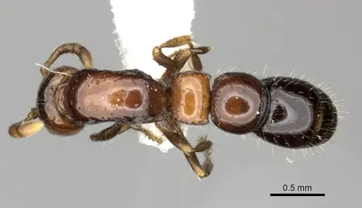 Lioponera elegans specimen