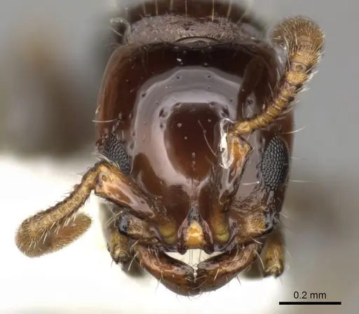 Lioponera elegans specimen