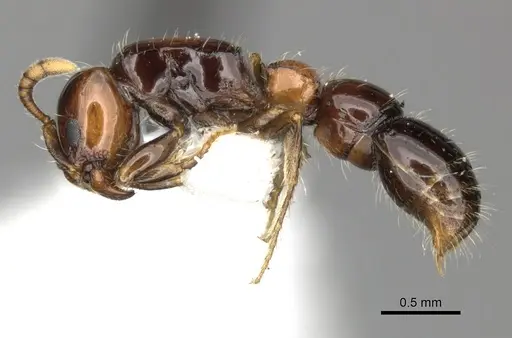 Lioponera elegans specimen