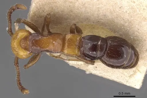 Lioponera elegans - CASENT0915333