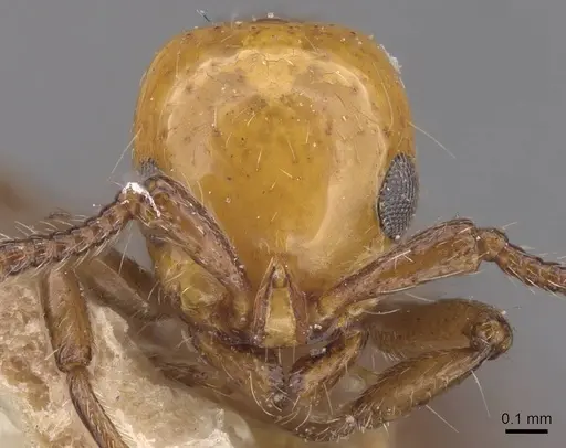 Lioponera elegans - CASENT0915333