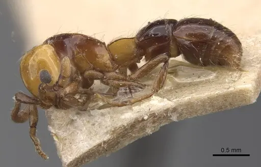 Lioponera elegans - CASENT0915333