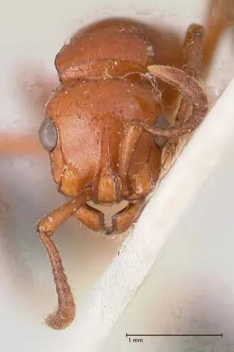 Lioponera emeryi specimen