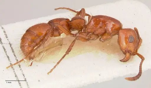 Lioponera emeryi specimen