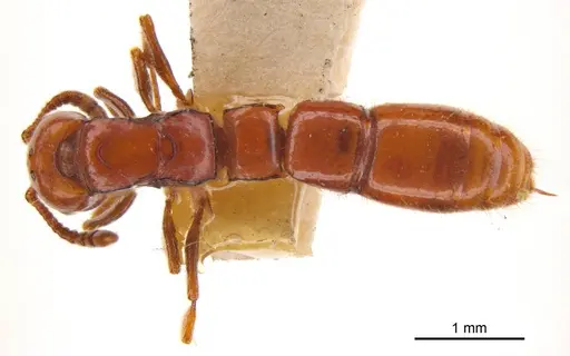 Lioponera fervida specimen